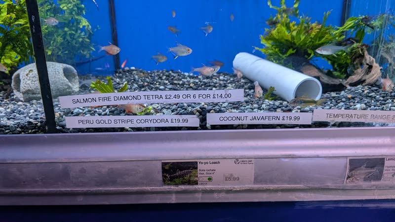 Planted community tank with small tetras