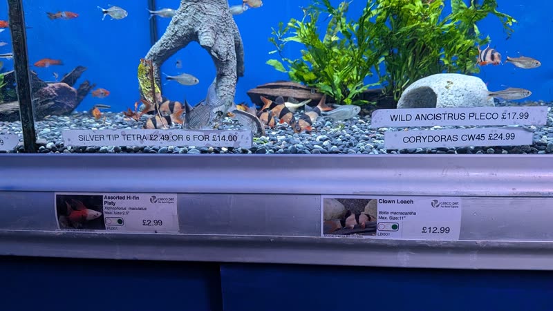 Bogwood and plant aquascape