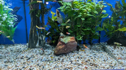 Planted aquarium with rock and small fish over light gravel