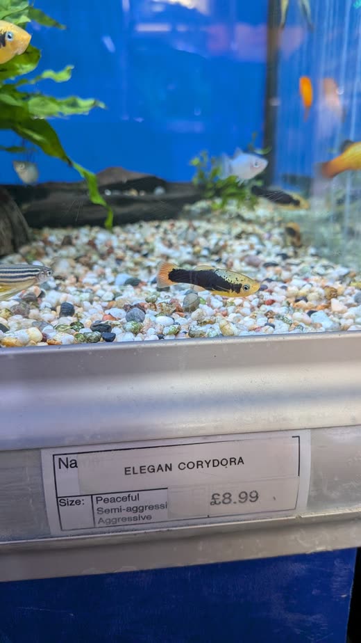 Corydoras catfish resting on pale gravel in a blue-backed tank