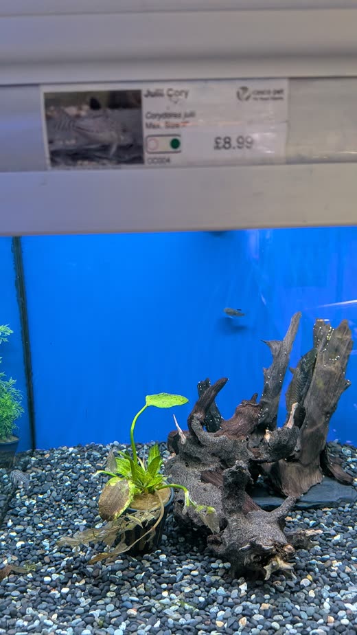 Driftwood with a small plant on dark gravel