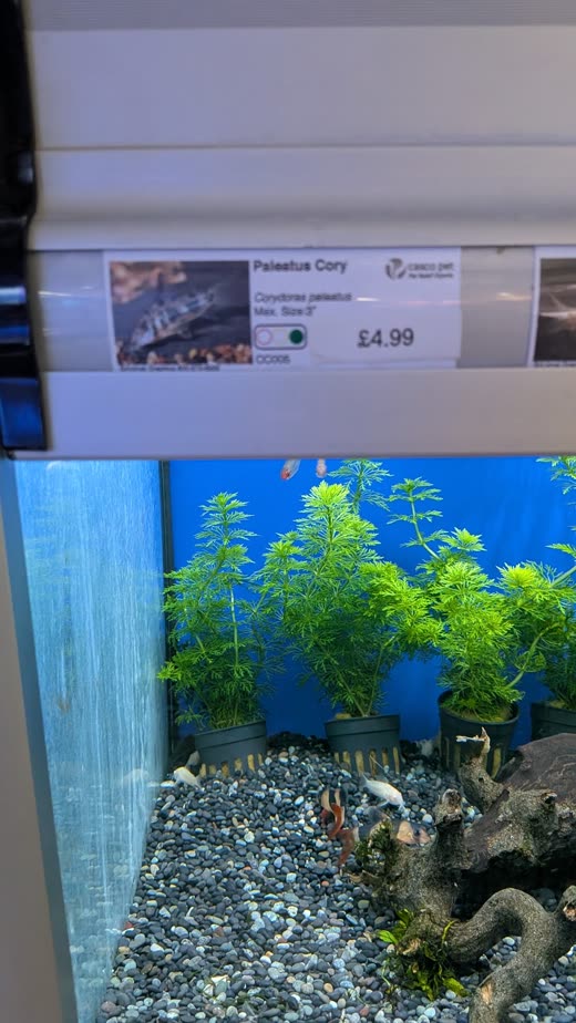 Densely planted tank corner of green stem plants